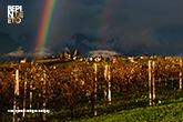 Autumn at Bepin De Eto:  Gold in the Vineyard